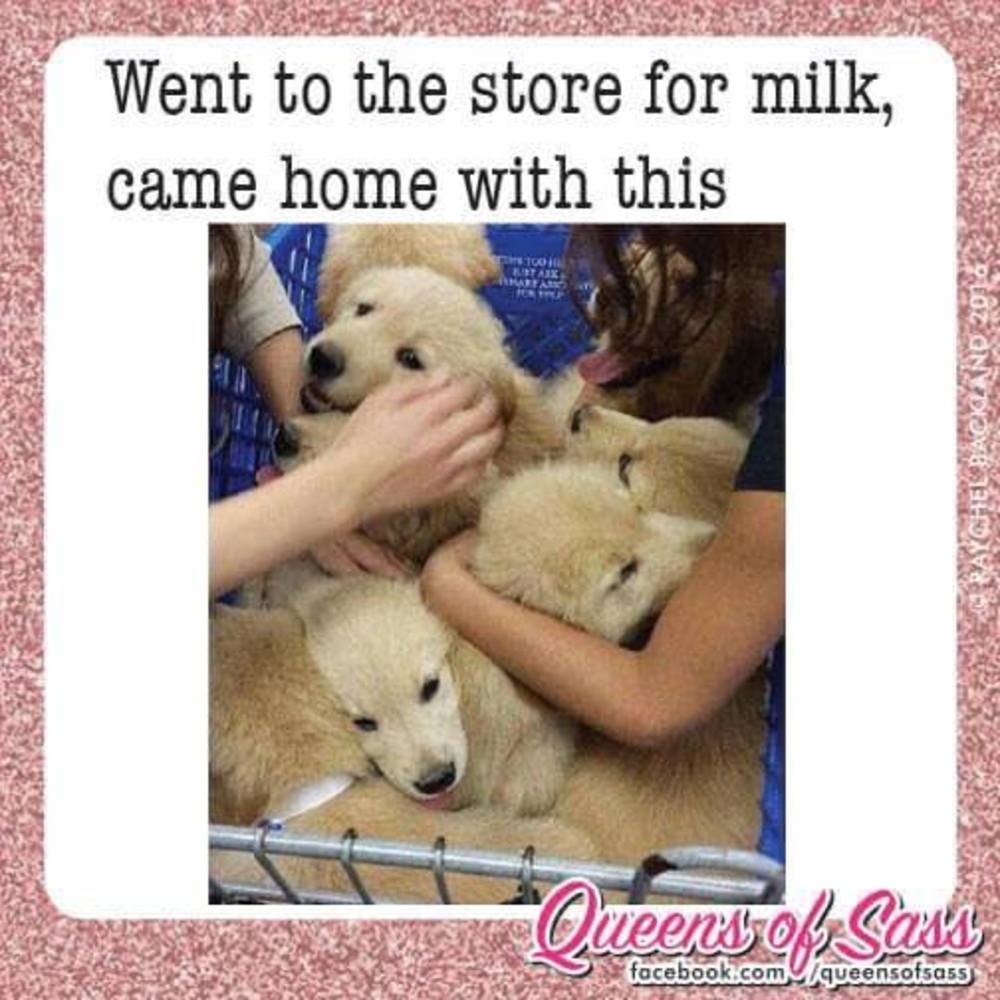 Meet your Posher, Barbara